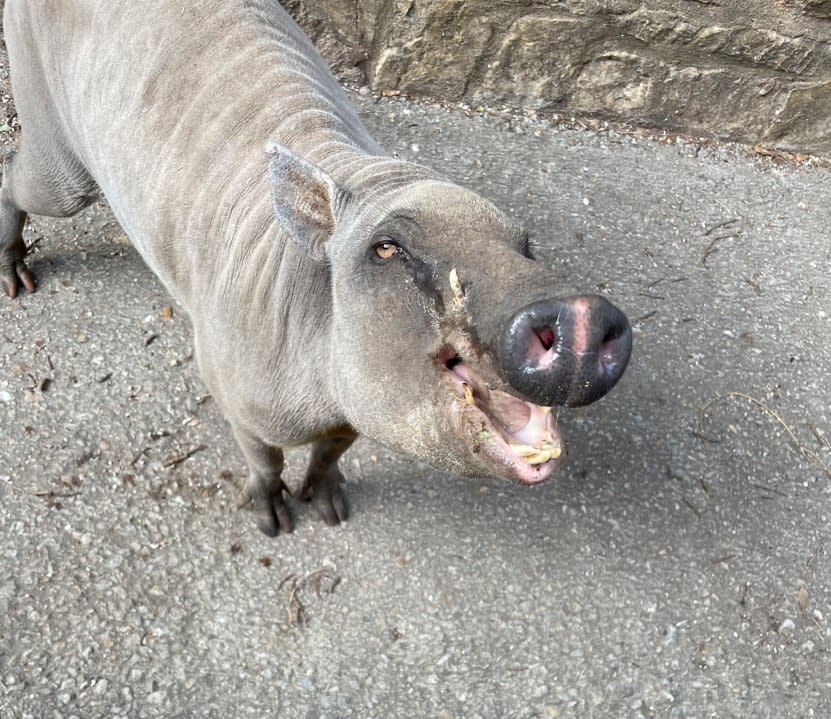 The San Antonio Zoo welcomed its newest bundle of joy this year, with the first-ever babirusa born at the zoo. (Courtesy: San Antonio Zoo)