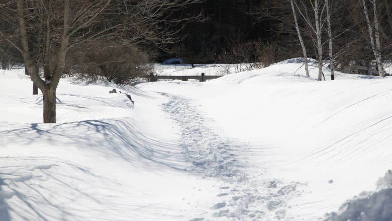 Mountain bikes blaze destructive trails through Fredericton's Odell Park