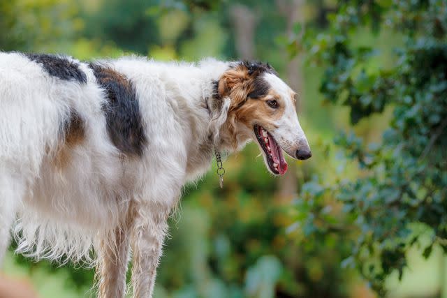 <p>Getty Images/John McKeen</p> Borzois are sleek, slender, long haired dogs.