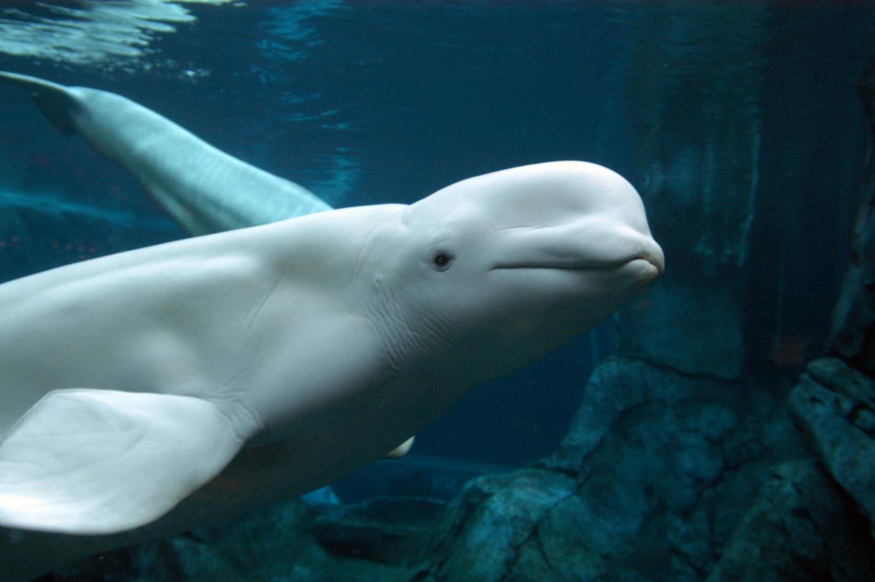 Beluga whale numbers in Alaska have fallen dramatically over the past few decades: Getty Images