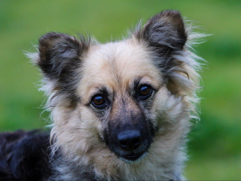 Epiphany, a mixed-breed dog at Oakwood Dog Rescue (Oakwood Dog Rescue)