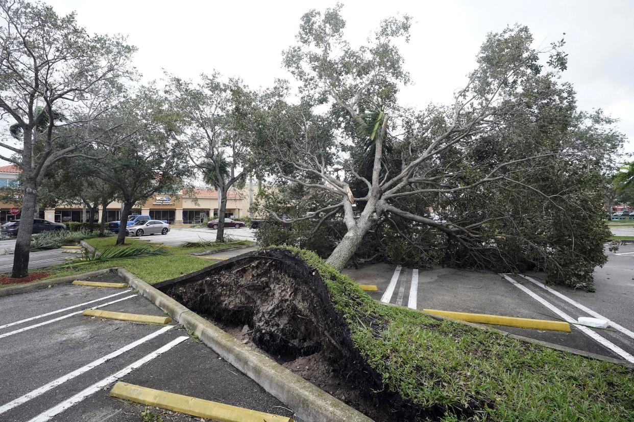 An uprooted tree, toppled by strong winds from the outer bands of Hurricane Ian, rests in a parking lot of a shopping center, Wednesday, Sept. 28, 2022, in Cooper City, Fla.