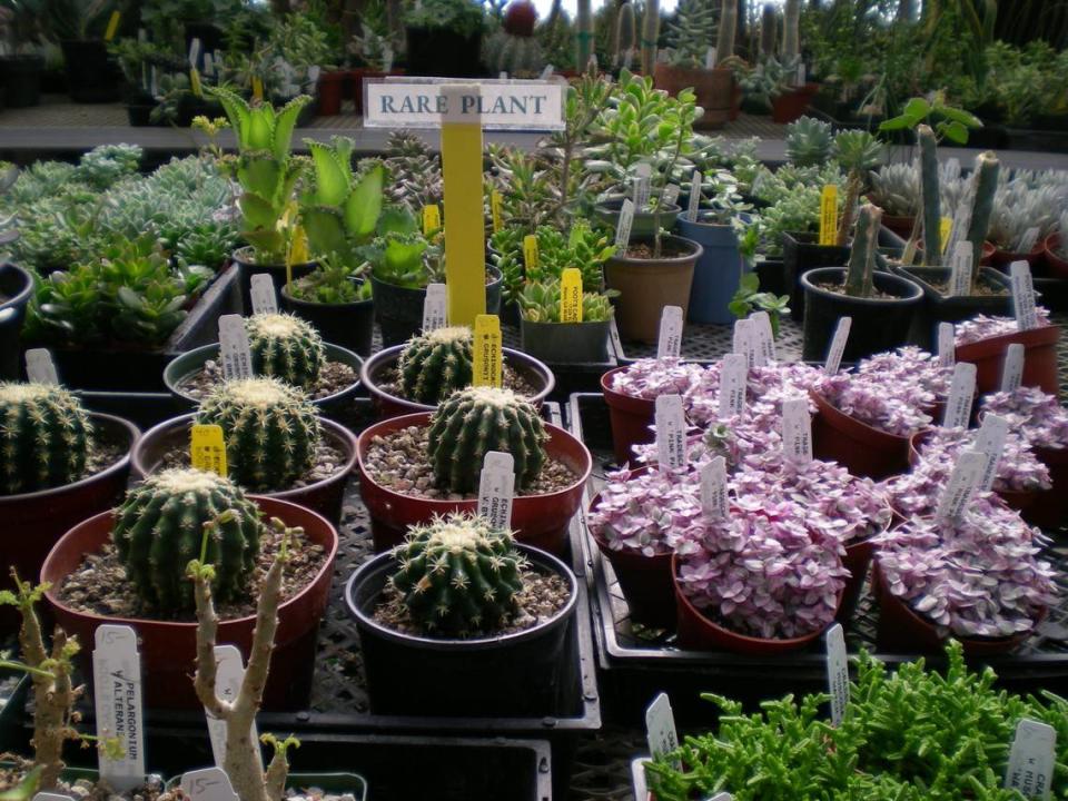 Plantas raras ofrecidas en Poot's Cactus.