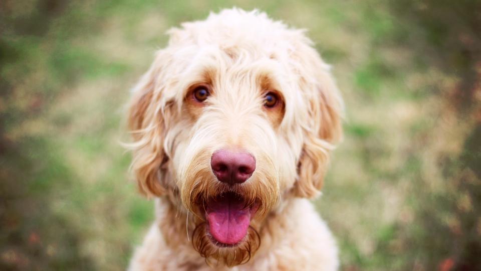 Close up of Goldendoodle looking at camera with tongue out