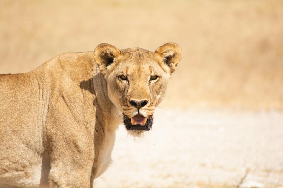 Therese’s transition from catalogue model to lioness is page-turning. Ria Truter/Unsplash, <a href="http://creativecommons.org/licenses/by/4.0/" rel="nofollow noopener" target="_blank" data-ylk="slk:CC BY;elm:context_link;itc:0;sec:content-canvas" class="link ">CC BY</a>