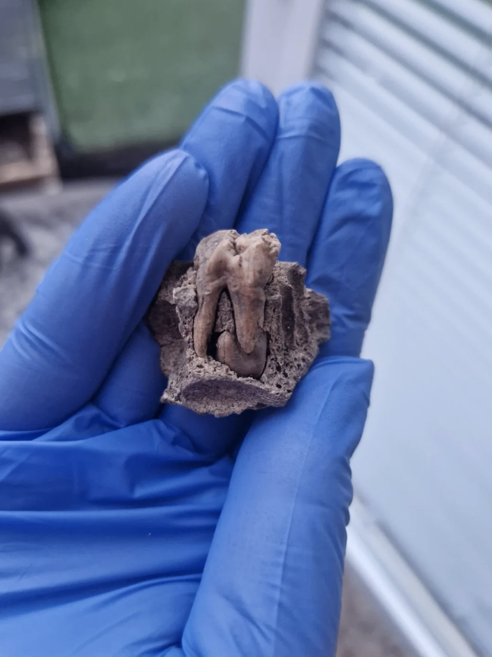 A gloved hand holds a stone with fossilized teeth embedded in it