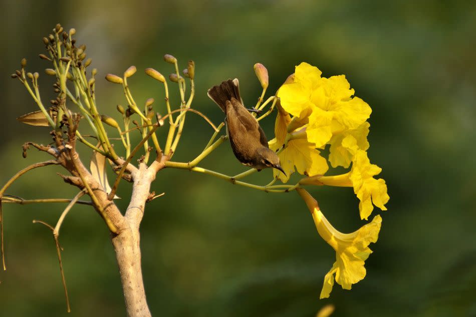 Bangalore lights up every year from January through March thanks to the Tree of Gold (Tabebuia argentea). Bright and beautiful yellow blossoms take over the scape and attract a lot of birds too. Also called the Caribbean Trumpet Tree, it originates from South America. The tree is crooked and small and is almost leafless when the blossoms take over. There are several specimens all over the city and the best ones are inside Cubbon Park, in the lawn near the High Court.