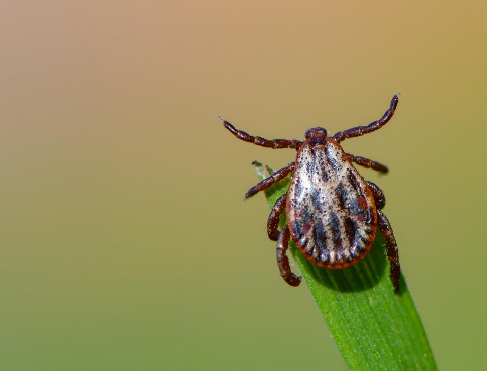 A tick quests on a blade of grass for its next blood meal.<span class="copyright">Patrick Pleul—Picture Alliance/Getty Images</span>