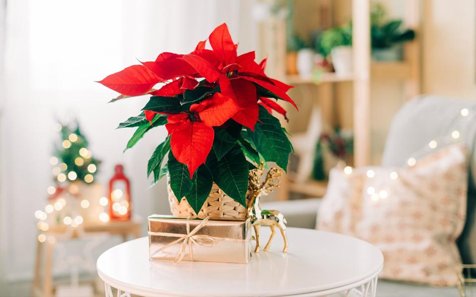 holiday decor in a living room and poinsettia care