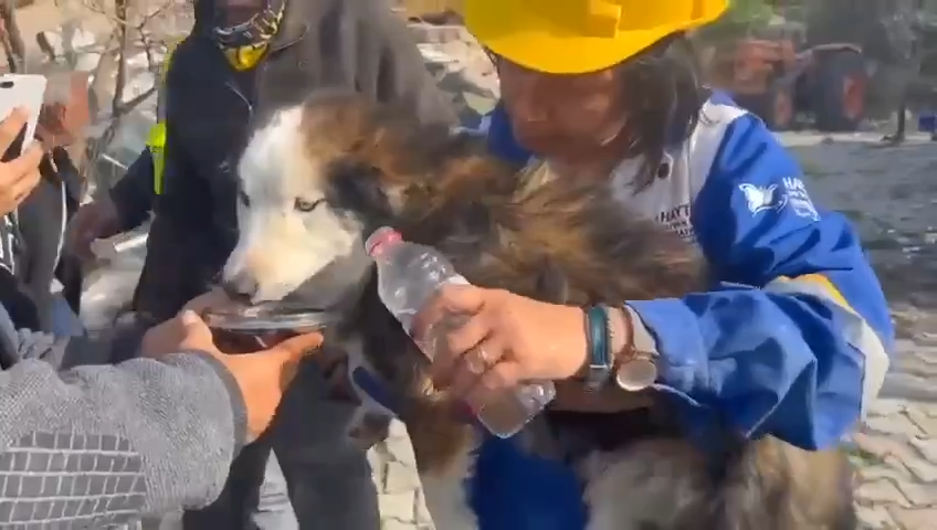 A dog was pulled alive from the rubble of a destroyed building in Turkey’s Hatay province weeks after devastating quakes hit the country.