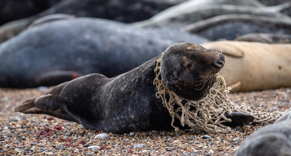 A seal was found on a beach being strangled by netting. Source: AAP