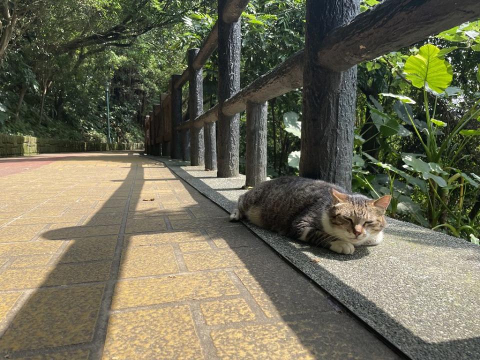 偶爾可見貓咪在步道旁慵懶休息，享受森林陽光浴。（新北市景觀處提供）