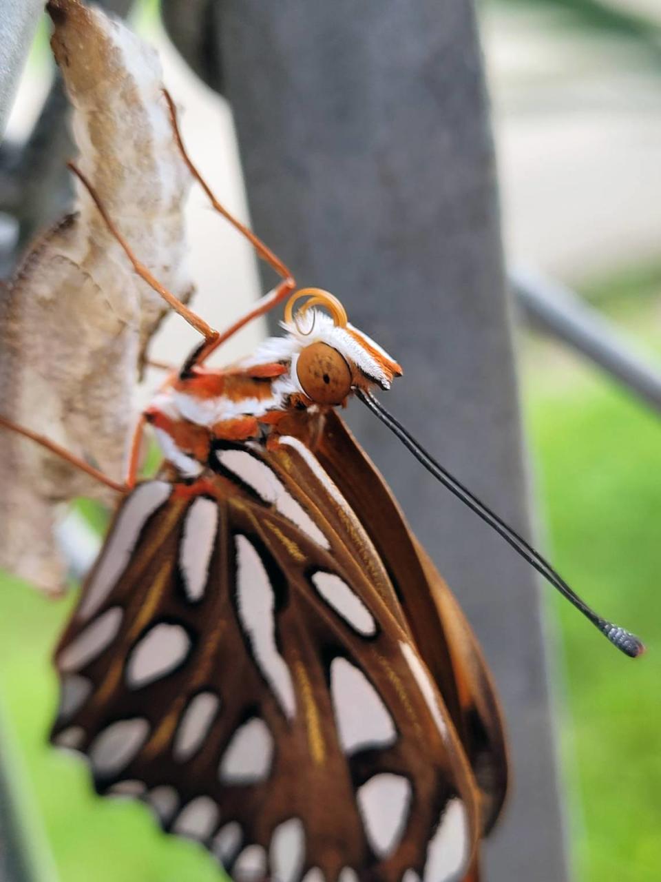 A Gulf butterfly emerges from a cocoon in Desensi’s yard.