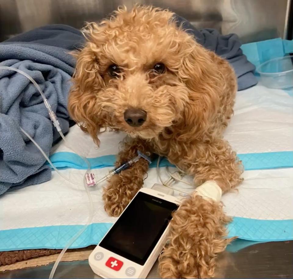 Rocket, a 1-year-old miniature poodle, has several weeks of physical therapy ahead of him. NYPD
