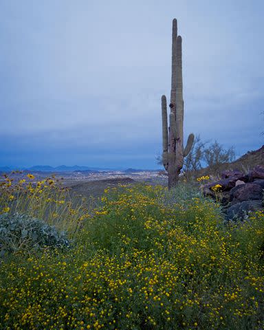 <p>Gavin Walters/Alamy Stock Photo</p> A view of Deem Hills in Arizona where Jessica Christine Lindstrom died