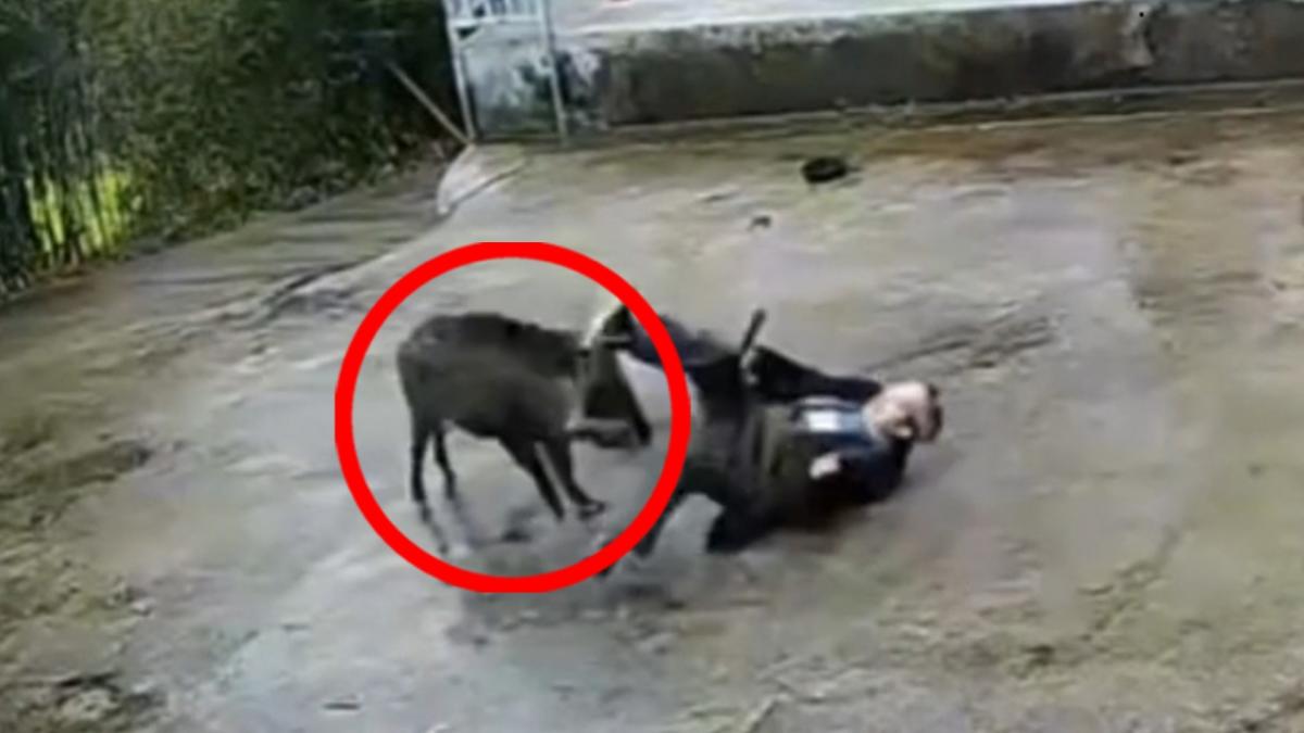 Wild boar brutally attacks 70-year-old man in his own front yard