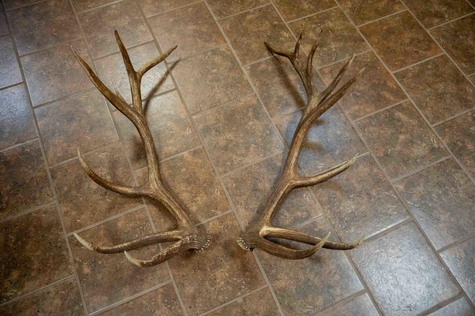 A three year old elk’s antlers are seen at Big Sandy Regional Airport on Wednesday, Jan. 31, 2024 in Prestonsburg.