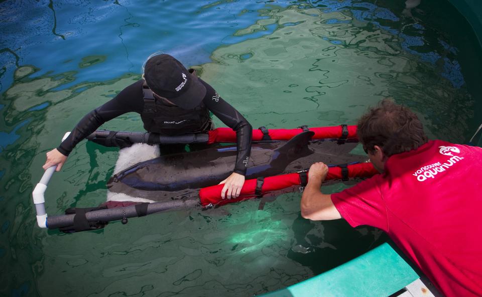 Veterinarian technician Jenelle Hebert (L) wades with a false killer whale calf after it was rescued near the shores of Tofino and brought to the Vancouver Aquarium Marine Mammal Rescue centre in Vancouver, British Columbia July 11, 2014. The rescue team is providing the whale with 24-hour care and has listed its status as hour-to-hour.