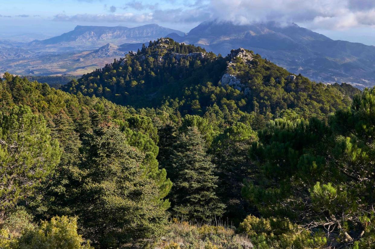 Bosque de pinsapos en Yunquera, en el Parque Nacional de la Sierra de las Nieves de Málaga (España). <a href="https://www.shutterstock.com/es/image-photo/pinsapos-forest-abies-pinsapo-yunquera-fir-1918272971" rel="nofollow noopener" target="_blank" data-ylk="slk:Jesus Noguera photography / Shutterstock;elm:context_link;itc:0;sec:content-canvas" class="link ">Jesus Noguera photography / Shutterstock </a>