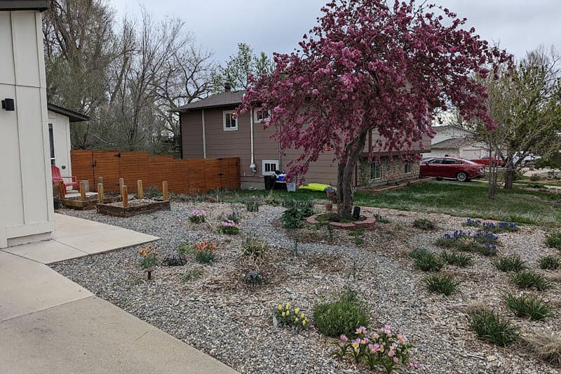 Flowering tree in front yard with grass ripped out.