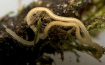 A white millipede named lllacme plenipes (Latin for "the pinnacle plentiful feet") and found only in a small area of Northern California sports 750 wiggling legs, making it the "leggiest" animal known.