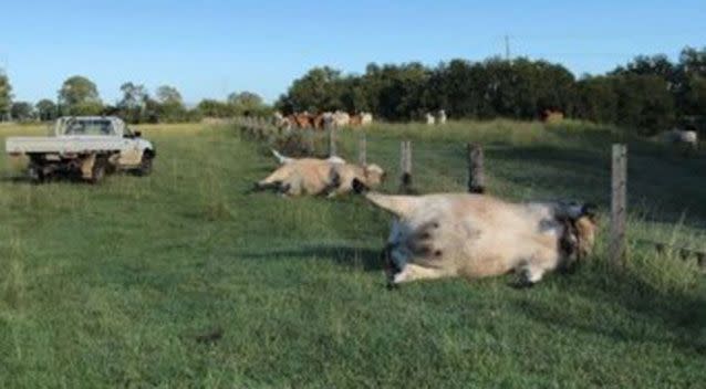 The cows, worth $10,000, were found lying in a row along a fence line. Source: Derek Shirley