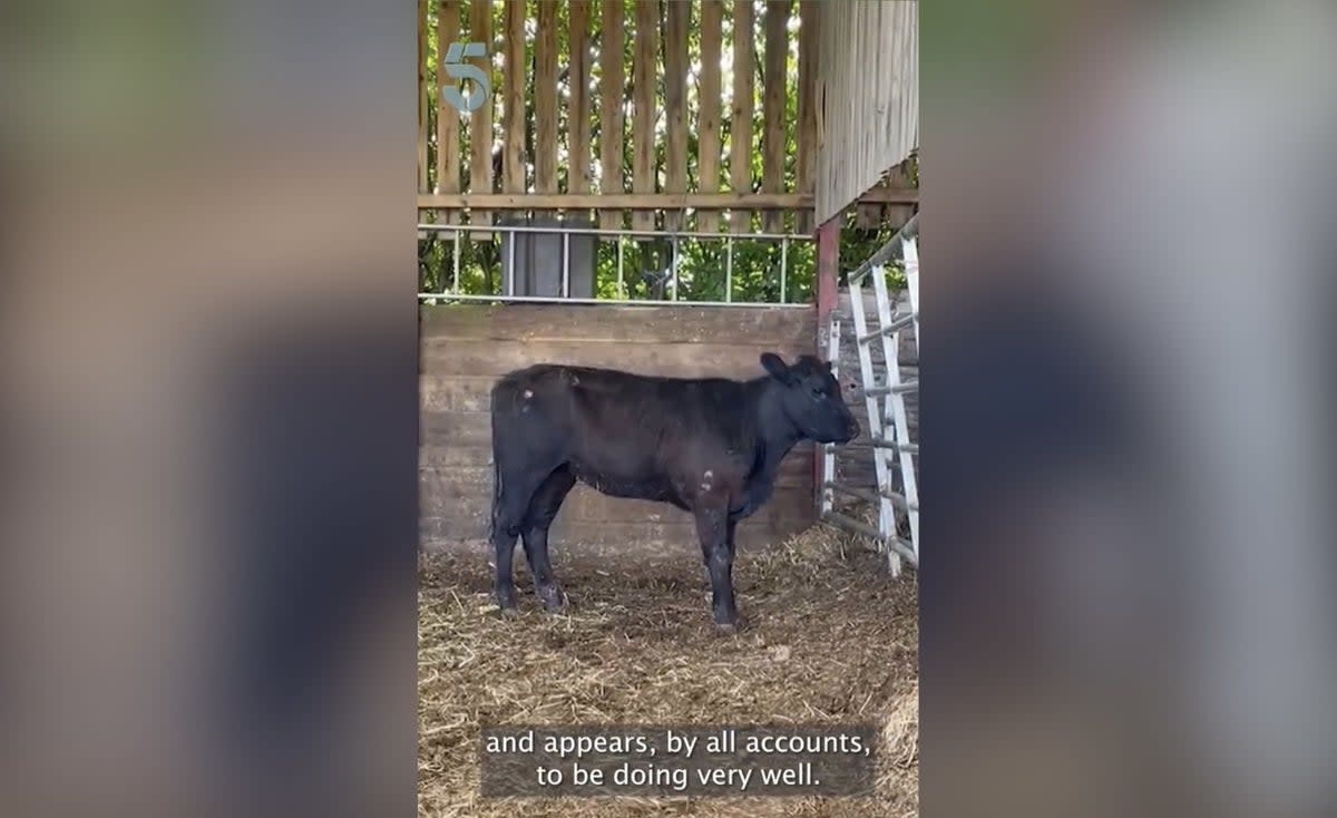 Beau Lucy standing in the corner of her enclosure with injuries (Channel 5 News)