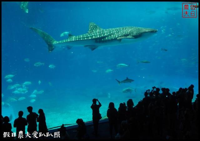 沖繩旅遊|美麗海水族館4點以後門票比較便宜．海洋博公園海豚秀海龜館