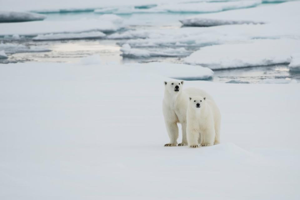 全球暖化導致海冰消融，北極熊失去育兒及棲息地，覓食也變得更加困難，使牠們的繁殖能力下降。