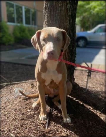 This handsome fella is Banjo. He is approximately 6 months old and is a Weimaraner/ bulldog mix. He has a very playful disposition. He enjoys the company of children and would do great in an active household.