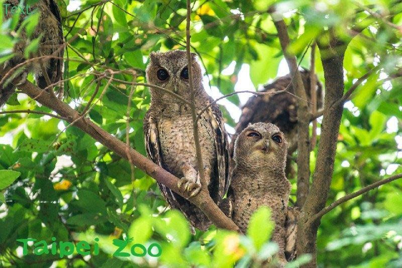 領角鴞外型可愛，為二級保育動物。示意圖，圖與本案無關。（翻攝自台北市立動物園官網）