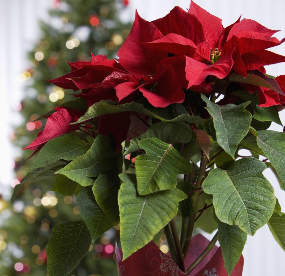 1) Poinsettia