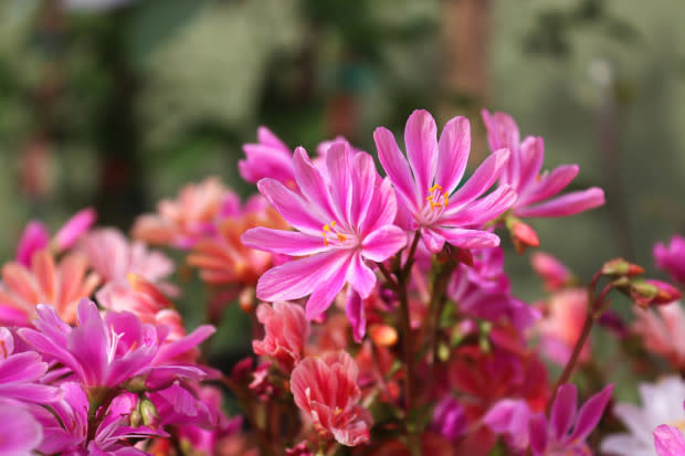 Bitterroot, the Montana state flower<p>iStock</p>