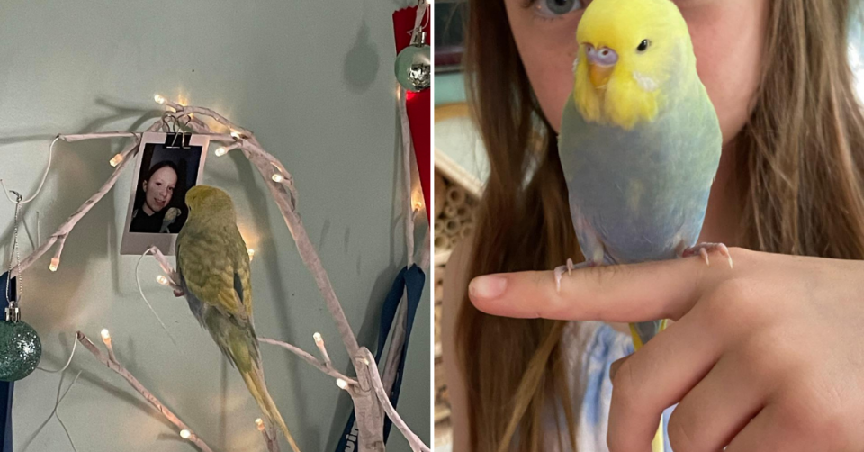 At left, Aquaman the budgie looks at his owner's photo on a branch. At right, Budgie is perched on his 9-year-old owner's finger. 