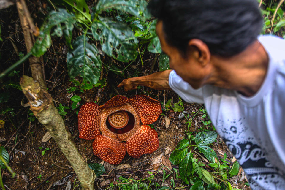 BENGKULU, INDONESIA - 30 DE AGOSTO: Un hombre mira una flor gigante de rafflesia arnoldii (lirio apestoso del cadáver) que florece en el patio de un residente en el distrito de Kepahiang, Bengkulu, Indonesia, el 30 de agosto de 2021. (Foto de Muhammad A.F/Agencia Anadolu a través de Getty Images )