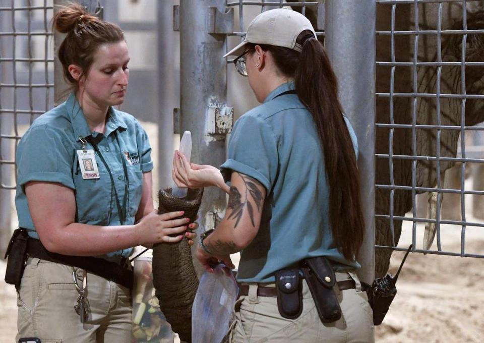 Fresno Chaffee Zoo zookeepers administer a solution into African savanna elephant Amahle’s trunk as part of health care, seen during a tour of the zoo Thursday, April 7, 2022 in Fresno.