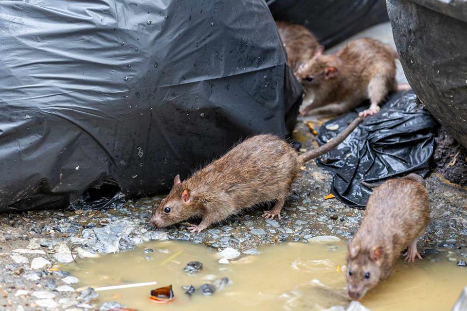 <p>Getty</p> Rats in garbage bags.