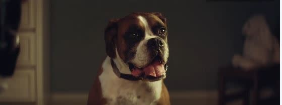 Christmas cuteness: Buster the Boxer (John Lewis)