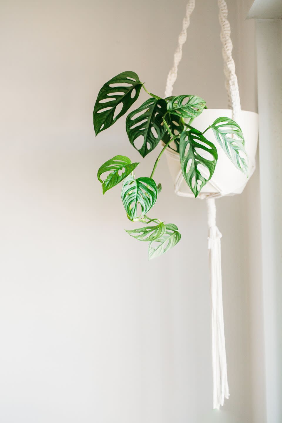 indoor hanging plants swiss cheese plant