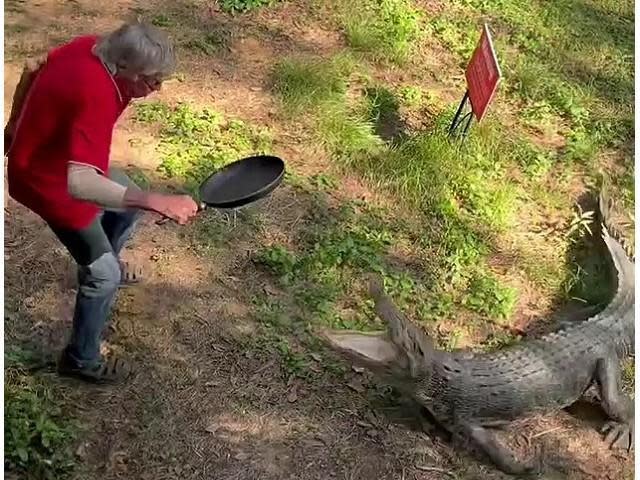 男不怕死與大鱷魚「互相傷害」，一個平底鍋把牠完全KO！震撼影片曝光。（翻自英國《每日郵報》）