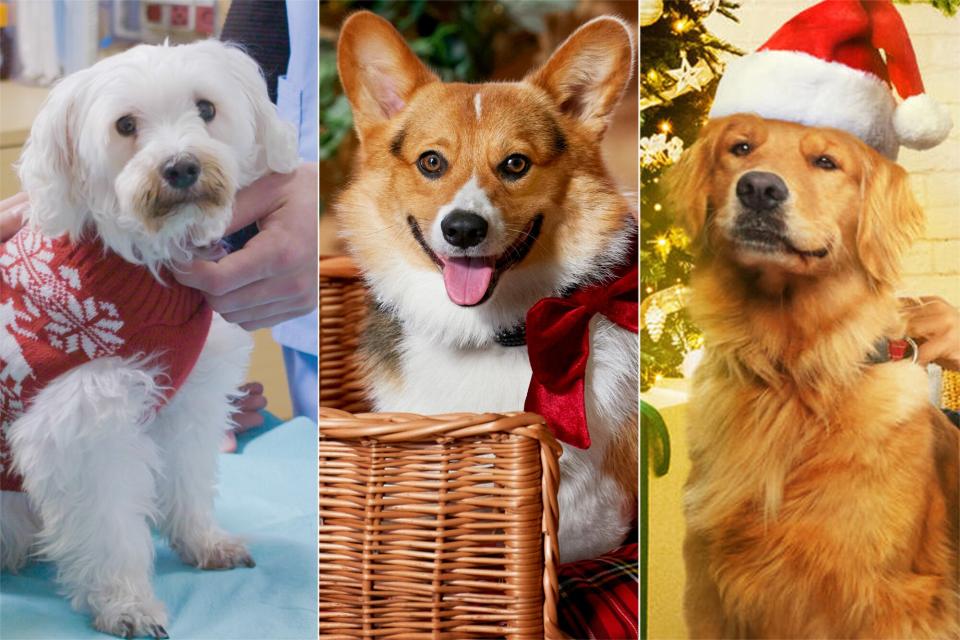 Christmas canine movies