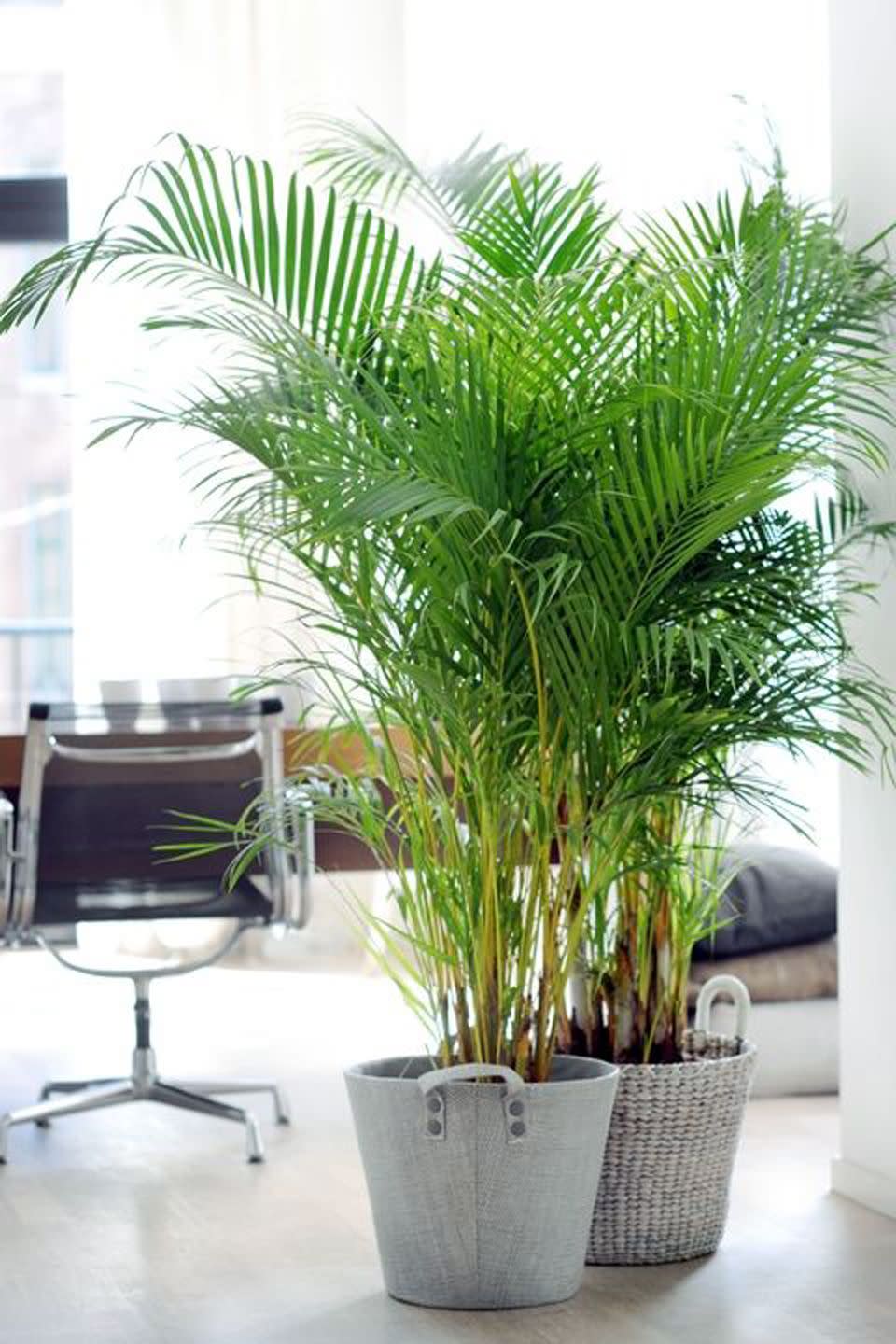 1) Areca Palm