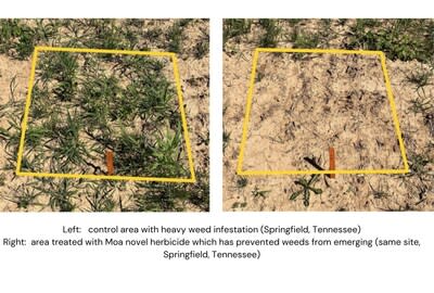 A novel compound from Moa is showing excellent weed control results at a trial site in Springfield, Tennessee. (PRNewsfoto/MOA Technology)