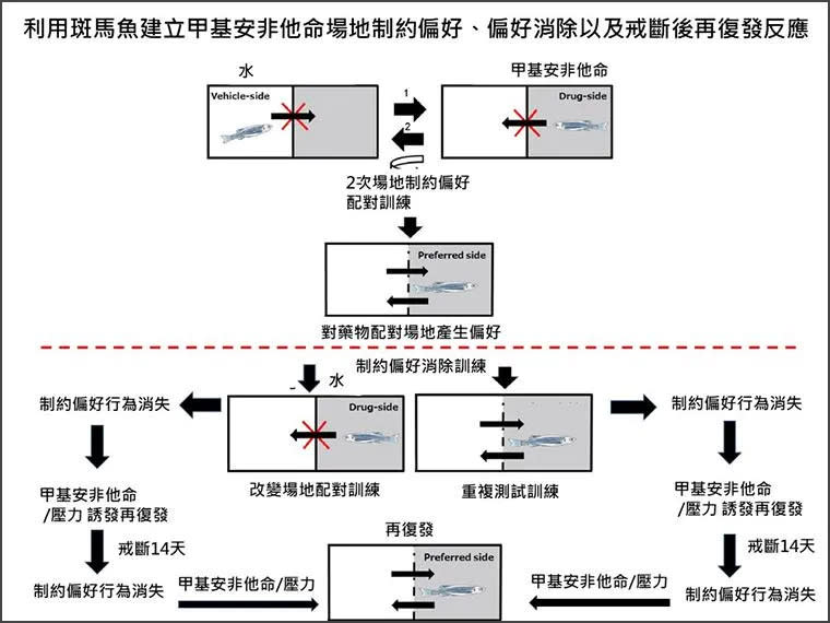 <strong>研究利用斑馬魚建立甲基安非他命場地制約偏好、偏好消除與戒斷後再復發反應。</strong>