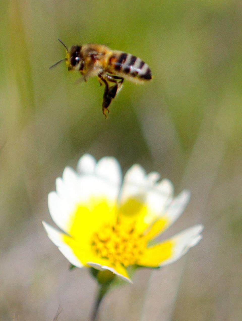 A bee collects pollen from tidytips blossoms at Shell Creek Road off of Highway 58.
