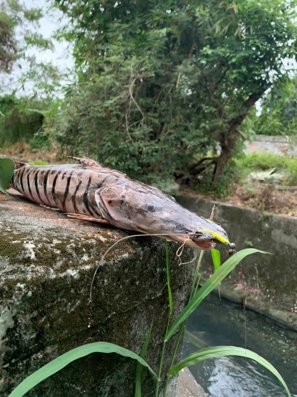 ▲「虎皮鴨嘴」小魚僅10公分，但可以長到超過100公分，曾傳出不少野外「捕獲」紀錄，疑似遭棄養。（圖／翻攝花蓮人臉書）