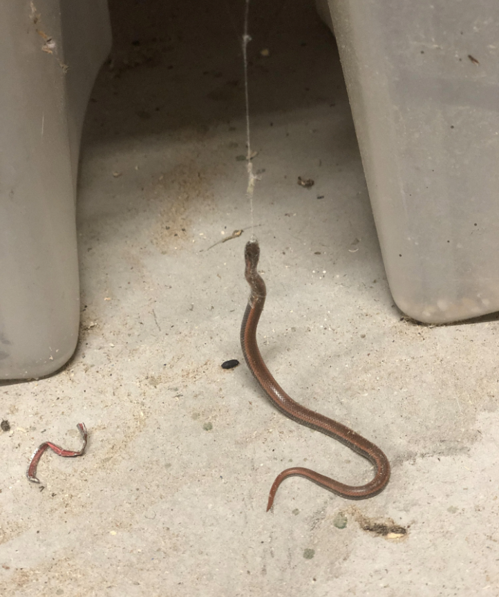 A lizard tail on a floor with a cobweb, near storage bins, indicating a surprise indoor wildlife encounter