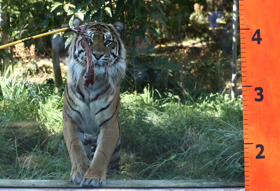 <p>A Sumatran tiger is enticed by meat during the annual weigh-in at London Zoo, August 24, 2016. (Neil Hall/Reuters)</p>