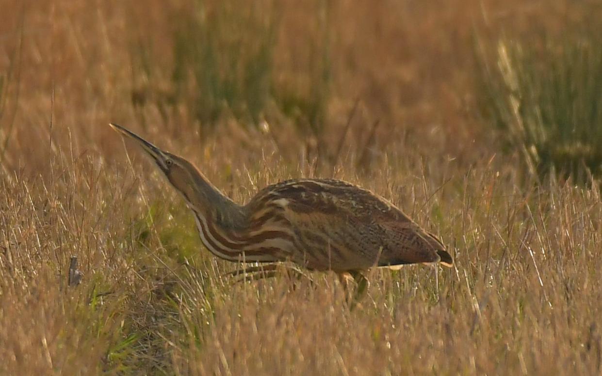 The American Bittern rarely crosses The Atlantic and has not been seen in Britain since 2010. - Gavin Durrant 2018