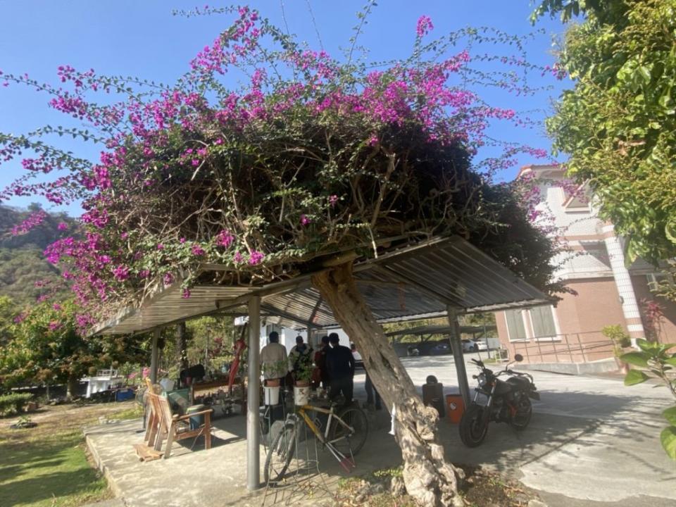 東口工作站有株百餘年的九重葛，站內人員表示這可是八田與一所植下的。（記者張淑娟攝）